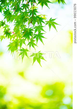 清新的春芽新綠 清新的春芽新綠 99013876