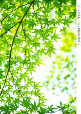 Refreshing spring sprouts Fresh green Refreshing spring sprouts Fresh green 99013958