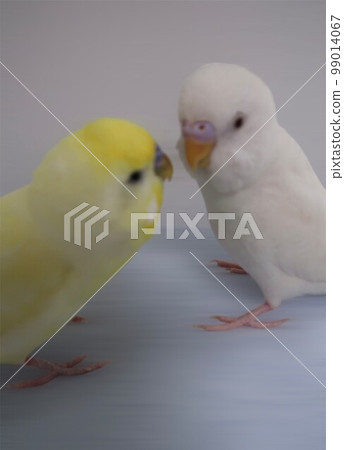Under discussion with a friendly parakeet 99014067