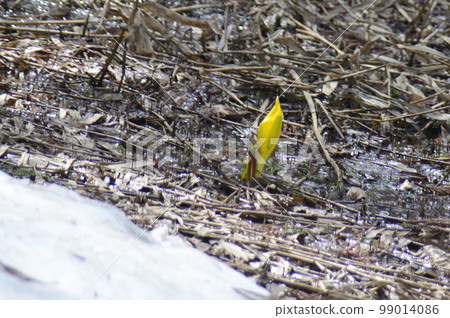 美國臭鼬白菜 99014086
