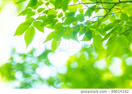 Refreshing spring sprouts Fresh green 99014182