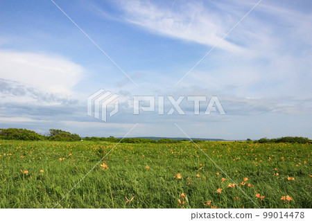濕地黃花藍天 濕地黃花藍天 99014478
