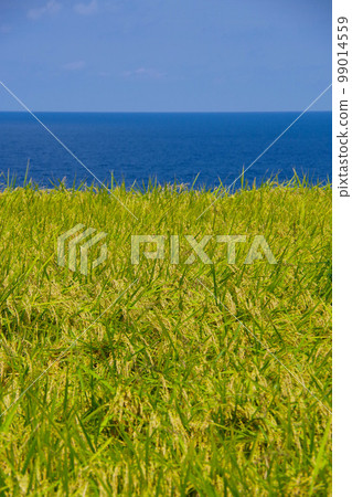 Rural scenery by the sea Ears of rice Blessings of nature Pre-harvest rice fields Japanese scenery Rural scenery Japanese 99014559