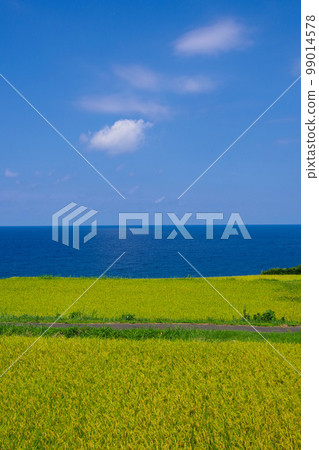 海邊的田園風光 稻穗 大自然的恩惠 收割前的稻田 日本風光 田園風光 日本 海邊的田園風光 稻穗 大自然的恩惠 收割前的稻田 日本風光 田園風光 日本 99014578