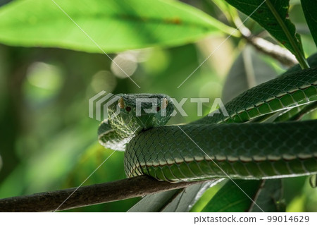 Vogeli green pit viper on a tree 99014629