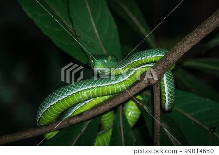 Vogeli green pit viper on a tree 99014630