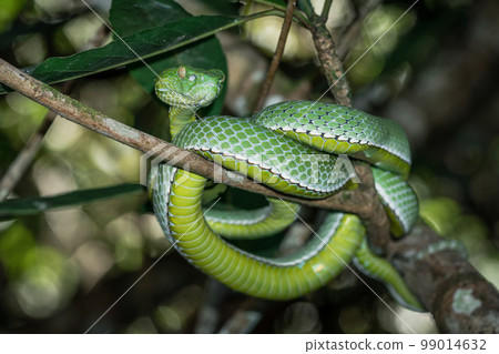 Vogeli green pit viper on a tree 99014632