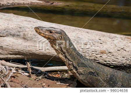Asian water monitor portrait 99014636