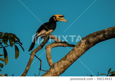 Oriental pied Hornbill on a tree 99014641