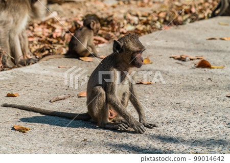 Long-Tailed macaque monkey. 99014642