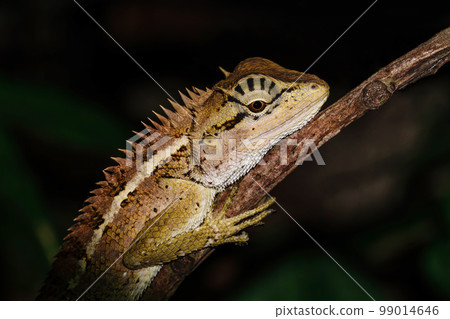 lizard at night at Khao Yai national park 99014646