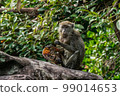 Long-Tailed macaque monkey. 99014653