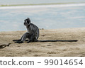 Silvered Leaf Monkey from Borneo 99014654