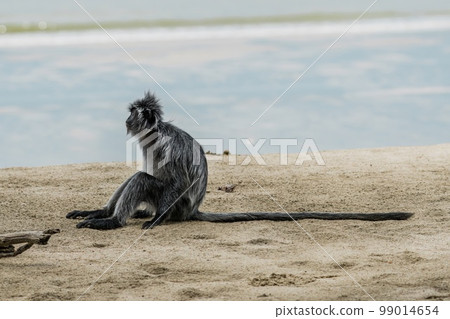 Silvered Leaf Monkey from Borneo Silvered Leaf Monkey from Borneo 99014654