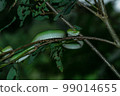 Borneo Keeled Pit Viper on a tree 99014655
