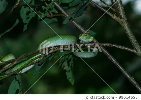 Borneo Keeled Pit Viper on a tree 99014655
