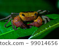 Terrestial Crab at mangrove in Bako National Park 99014656
