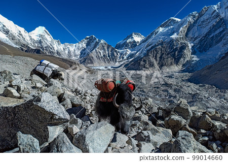 Yaks carrying empty gas cylinders Yaks carrying empty gas cylinders 99014660