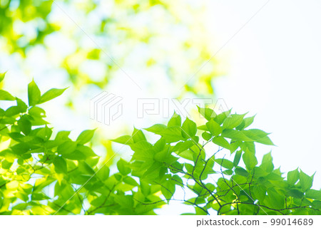 清新的春芽新綠 99014689