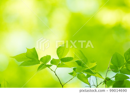 清新的春芽新綠 99014690