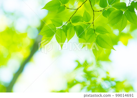 清新的春芽新綠 99014691