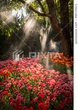 The beautiful of Tulips flower in the garden when the sunbeam shining in the morning. 99014921