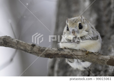 Ezomomonga nestled on a tree branch 99015061