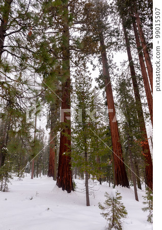 Giant Sequoias in Mariposa Grove Giant Sequoias in Mariposa Grove 99015507