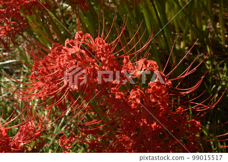 Cluster amaryllis 99015517