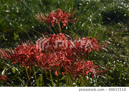 Cluster amaryllis in full bloom 99015518