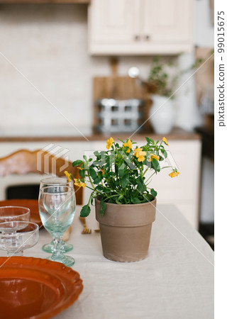 Indoor flowers in a yellow clay pot in the interior of the kitchen house 99015675