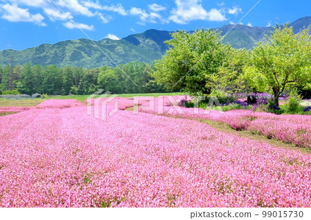 Fukuro Nadeshiko's flower garden 99015730