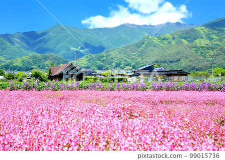 Fukuro Nadeshiko的花園 Fukuro Nadeshiko的花園 99015736