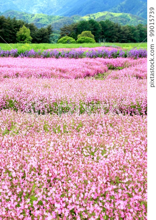 Fukuro Nadeshiko's flower garden Fukuro Nadeshiko's flower garden 99015739