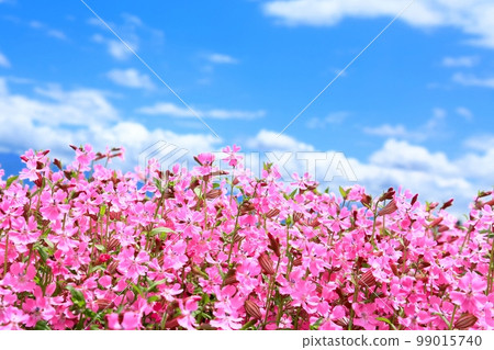 Fukuro Nadeshiko's flower garden Fukuro Nadeshiko's flower garden 99015740