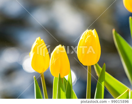 波光粼粼的噴泉和盛開的黃色鬱金香令人耳目一新 99015896