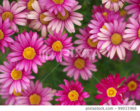 Gerbera blooming in the flowerbed 99015966