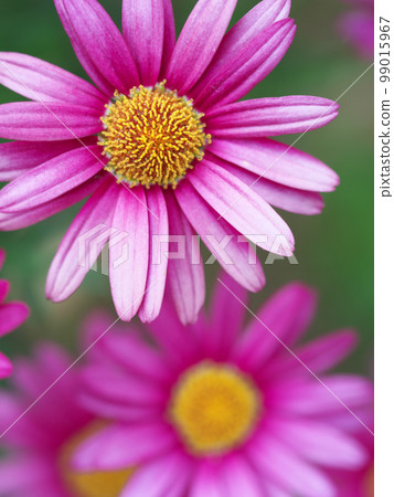 Gerbera blooming in the flowerbed 99015967