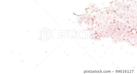 Cherry blossom background illustration real 99016127