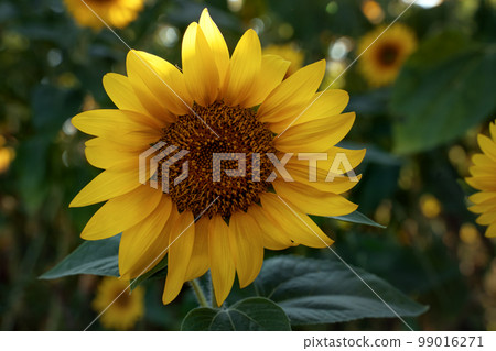 Yellow sunflower head close-up. Field with sunflowers. Young yellow sunflowers. Farming and harvesting. Yellow sunflower head close-up. Field with sunflowers. Young yellow sunflowers. Farming and harvesting. 99016271