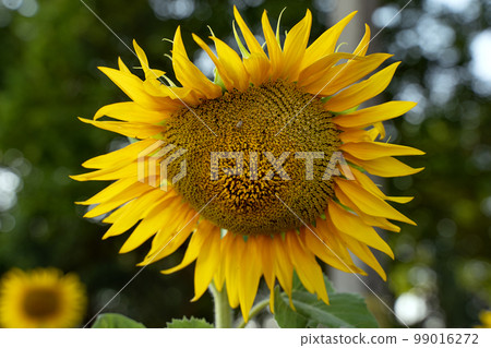 Sunflower head with deformity. Yellow sunflower close-up against the sky. Sick plant. Sunflower head with deformity. Yellow sunflower close-up against the sky. Sick plant. 99016272