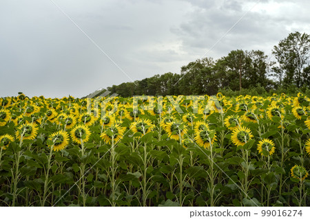 Field with sunflowers against the backdrop of a cloudy sky. Sunflowers grow on the field, rear view, in the background forest and sky. Healthy eating. Organic vegetables. Field with sunflowers against the backdrop of a cloudy sky. Sunflowers grow on the field, rear view, in the background forest and sky. Healthy eating. Organic vegetables. 99016274