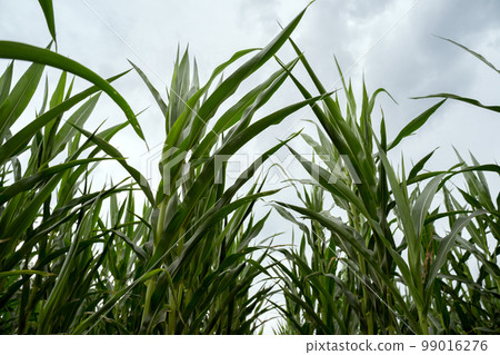 Corn on a background of the sky bottom view. Corn field. Plant growing concept. Organic vegetables. Selective focus, blurred background Corn on a background of the sky bottom view. Corn field. Plant growing concept. Organic vegetables. Selective focus, blurred background 99016276