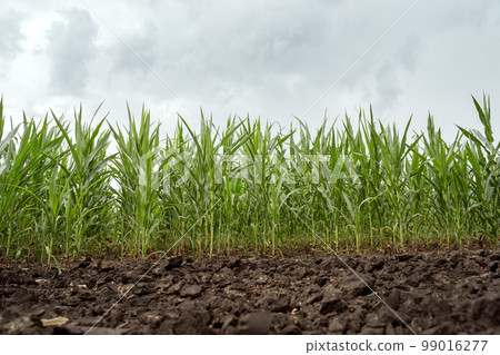 Young corn on a background of blue sky.Vegetables without fertilizers and GMOs.A corn field during a drought, as seen from the ground. Healthy eating. Farm plant growing concept. 99016277