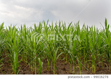 Cornfield. Young shoots of corn. Organic corn. Farm field with corn. Organic plant growing Cornfield. Young shoots of corn. Organic corn. Farm field with corn. Organic plant growing 99016278