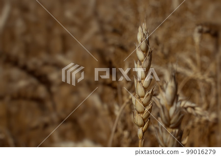Wheat very close-up, the background is blurred. Ecological agriculture concept. Horizontal orientation 99016279