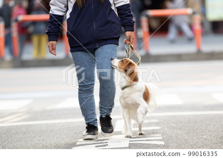 The owner's feet and their dog Kooikerhondje walking in the middle of the road 99016335
