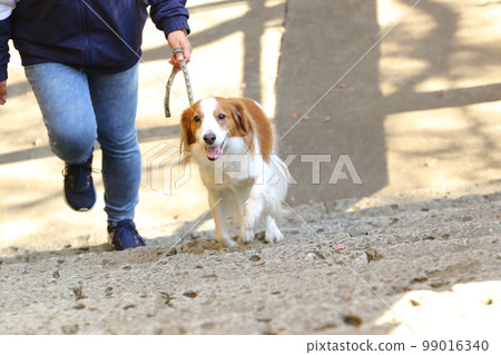 Kooikerhondje happily running up the stairs 99016340
