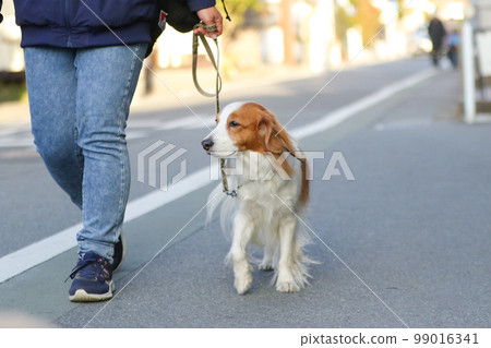 Owner's feet and her dog Kooikerhondje taking a walk on the side of the road 99016341