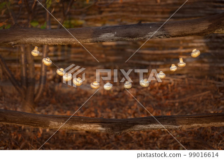 Organic fresh healthy mushrooms hang on a string to dry by the sun. Food concept. 99016614